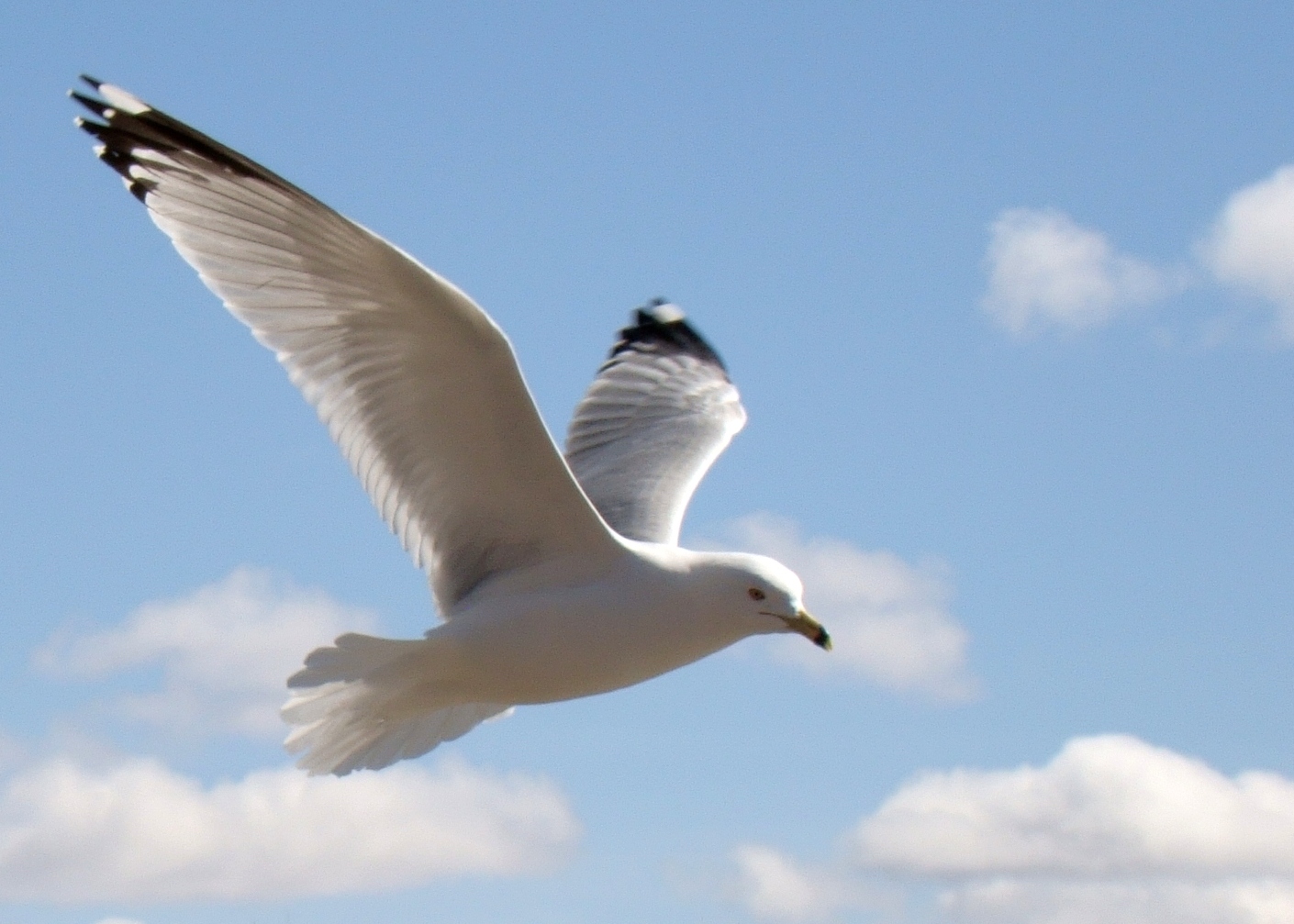 край белых птиц. полет чайки. белоголовая чайка. край белых птиц. чайки птицы.