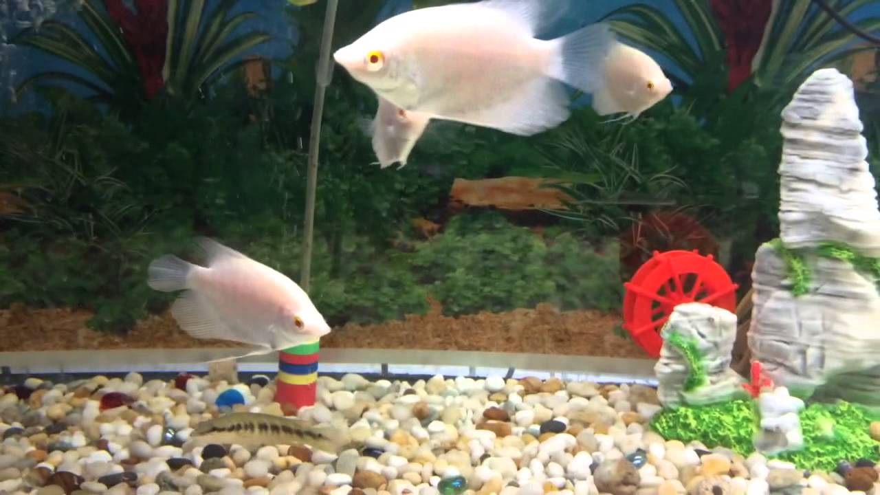 JOE'S AQUAWORLD FOR EXOTIC FISHES MUMBAI INDIA 9833898901 aquarium red