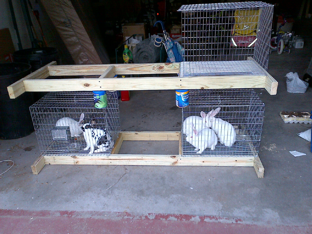 Koralewski Family New Zealand Rabbits are Here!