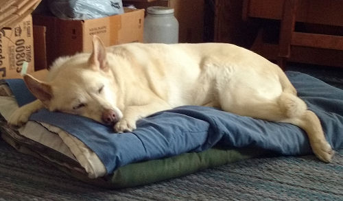 dog