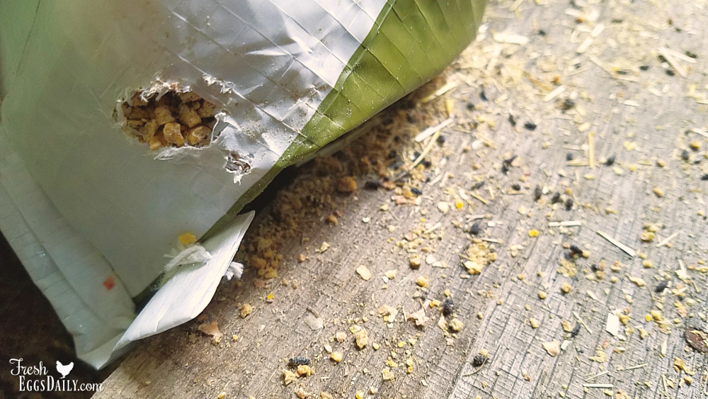 Keep Mice out of your Chicken Feed Fresh Eggs Daily® with Lisa Steele