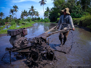 A Young Farmer Plowing The Field With Two Wheel Hand Tractor In The Rice Fields At The Village