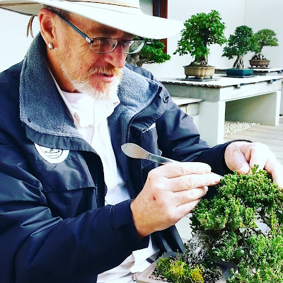 Man trimming a bonsai tree.