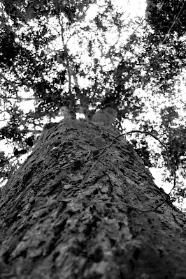 Fotografia em P&B de uma árvore do Parque Alfredo Volpi