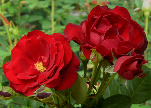  Lavaglut rose сорт розы фото  