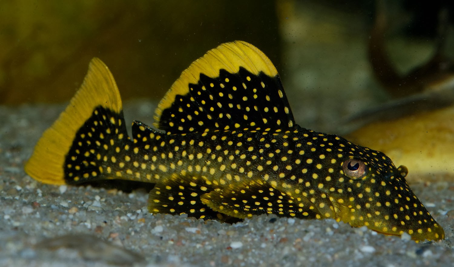 Penghuni Aquarium jpg (1500x883)