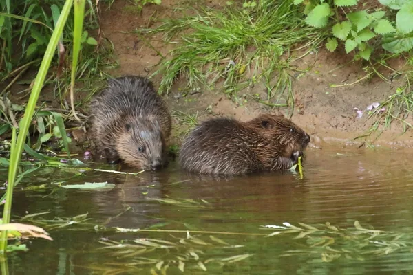 River Otter beaver kits - Photo copyright Mike Symes.(All Rights Reserved)