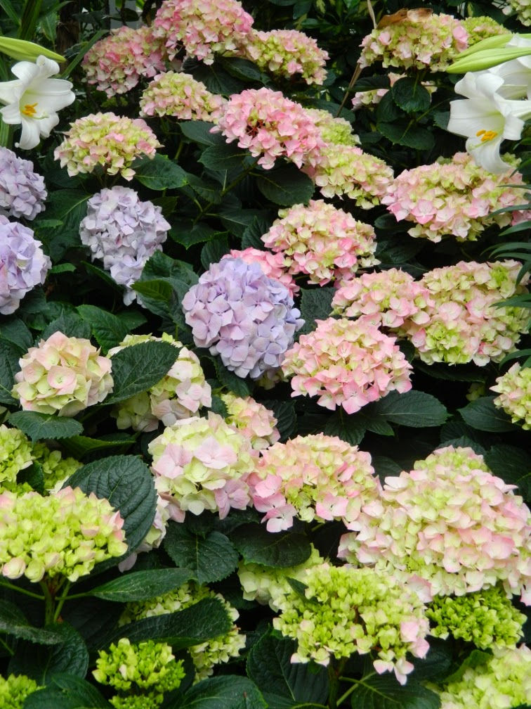 Hydrangea Ota Kisan Flowers Free Photo On Pixabay