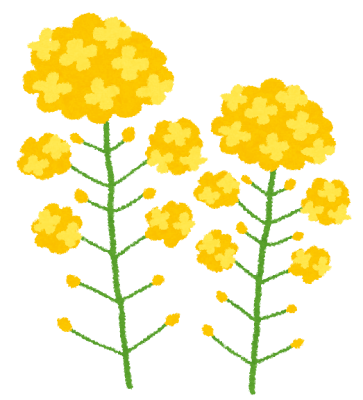 菜の花のイラスト