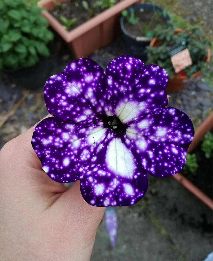 Extraordinary Flowers With Galaxy Patterns On Their Petals