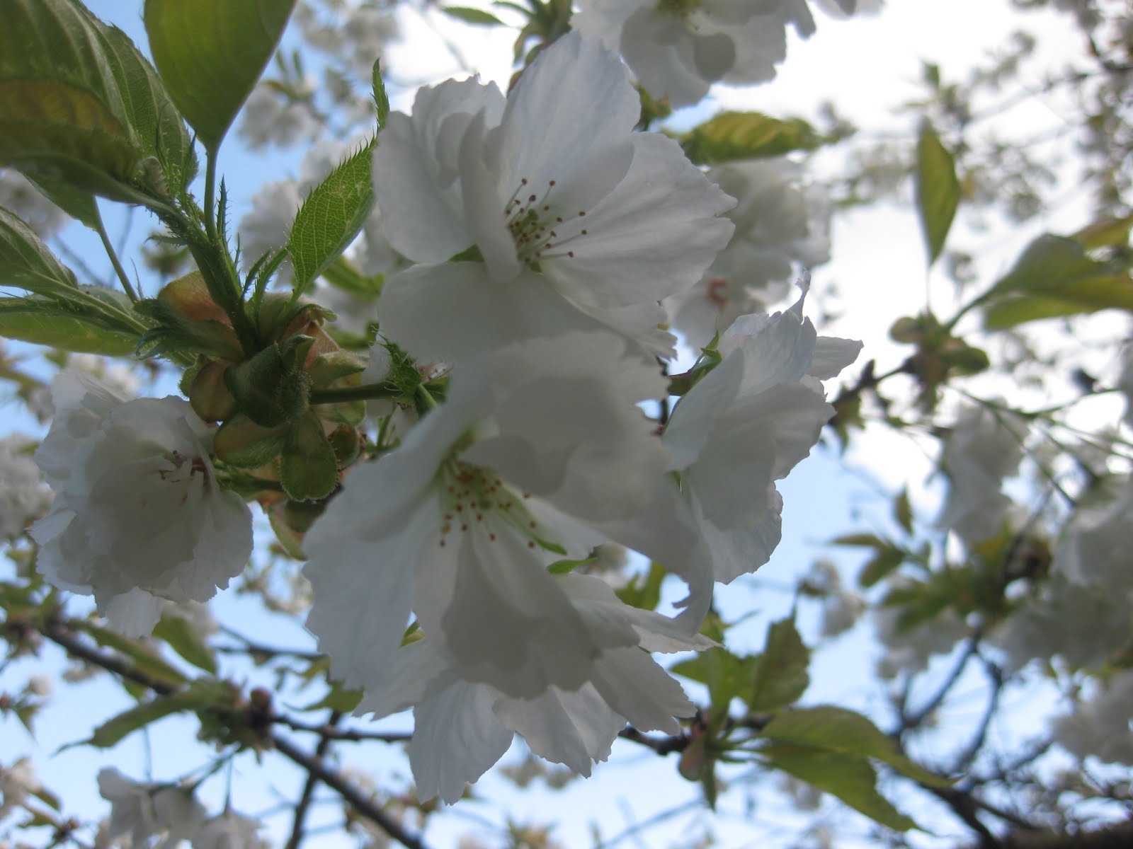 SJG bloom 2011 April, p. 2 crab apple and Mt. Fuji Cherry