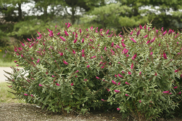 'Miss Molly' butterfly bush Buddleia 'Miss Molly' from Proven Winners Shrubs
