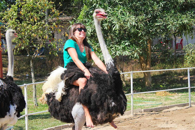 Riding an Ostrich