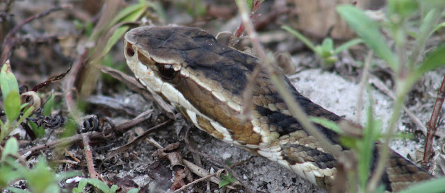 Water Moccasin/Cottonmouth, venenosa Water Moccasin/Cottonmouth, venenosa