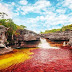 Caño Cristales, cel mai colorat râu din lume