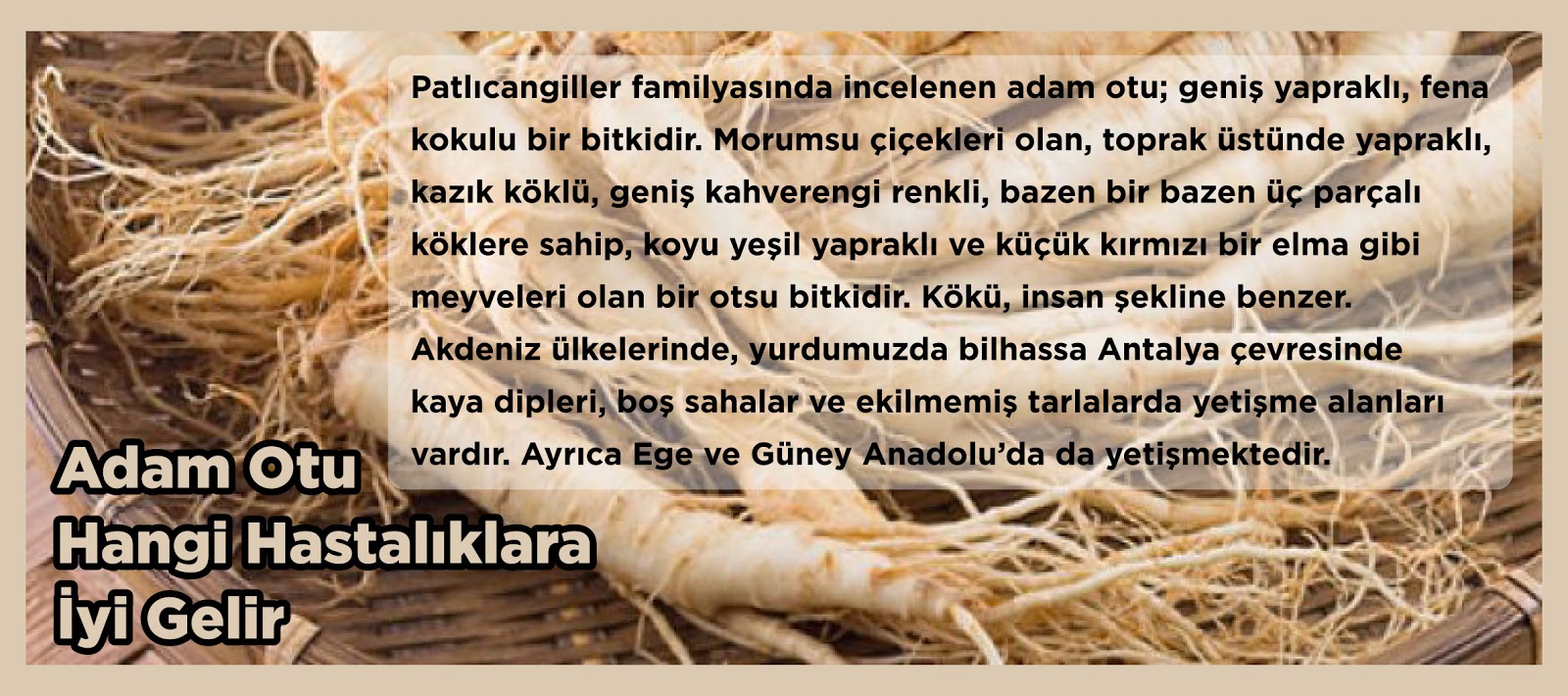 Adam otu neye iyi gelir Adam otu neye iyi gelir