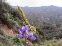 Lupine on Silver Fish Fire Road en route to Summit 2843