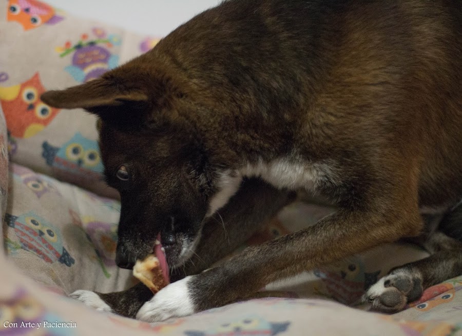 Perros, zooplus, pienso, latas, premios, snacks, lukullus, rocco, amo, pack, calidad, natural, químicos, subproductos, pruebas, mascotas, animales, cariño, publicidad, perritos, can, canes, 