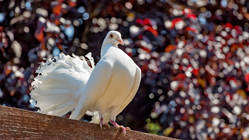 White Dove