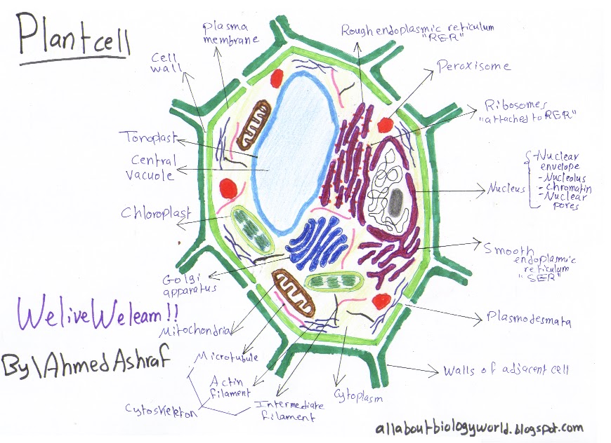 Biology Club Overview of plant cells Part 1 Structure