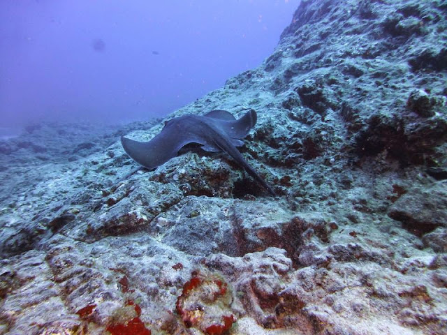 Runder Stechrochen – Taeniura grabata © Olivier Schmied 06