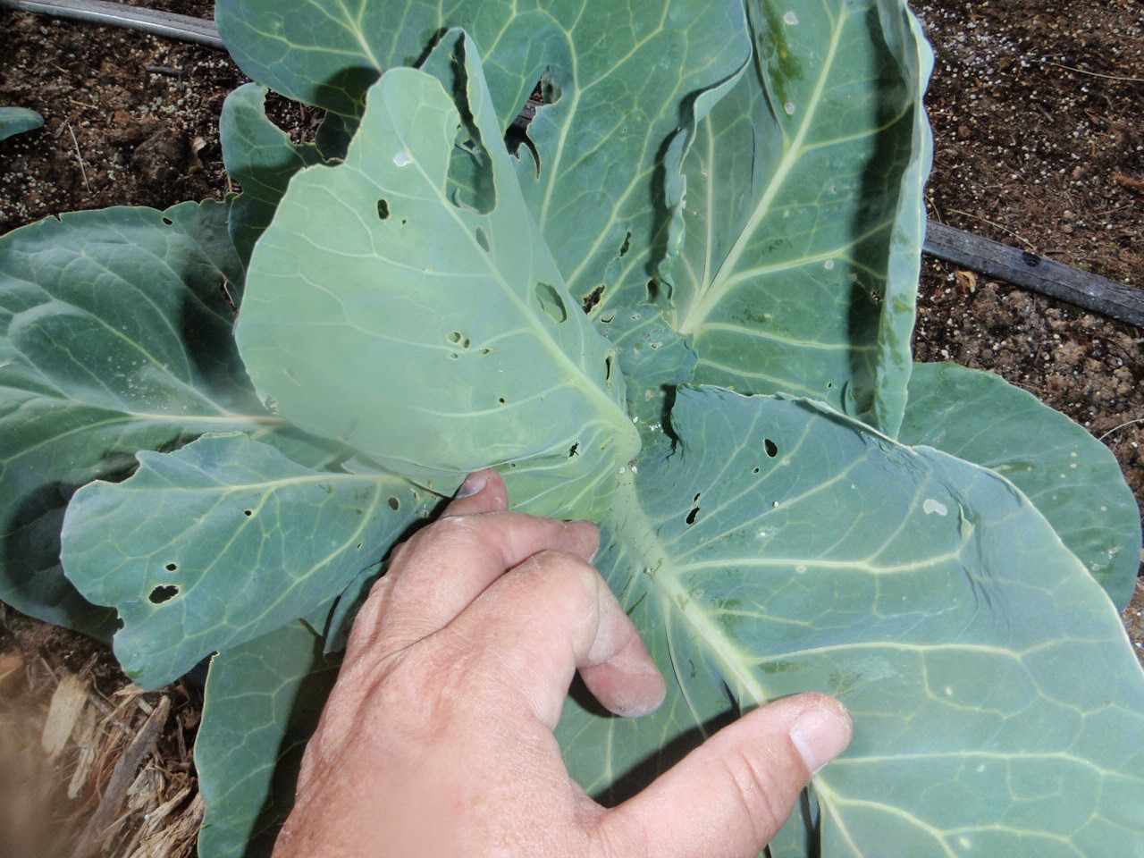Xtremehorticulture of the Desert Remove Bottom Leaves in Cabbage to Reduce Pest Problems
