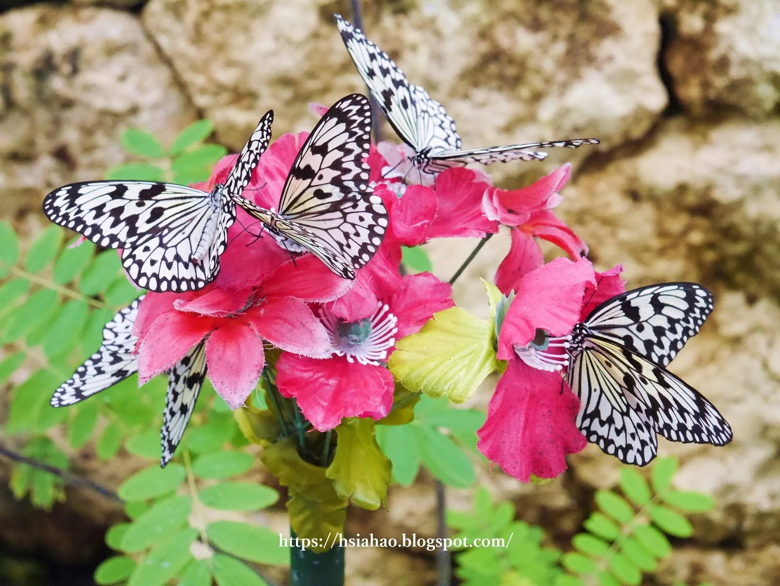 沖繩-琉宮城蝴蝶園-琉宮城蝶々園-蝴蝶-海洋博公園景點-自由行-旅遊-旅行-okinawa-ocean-expo-park