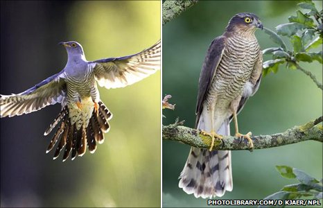 Download 93 Foto Gambar Burung Kedasih Paling Unik Free Gambar