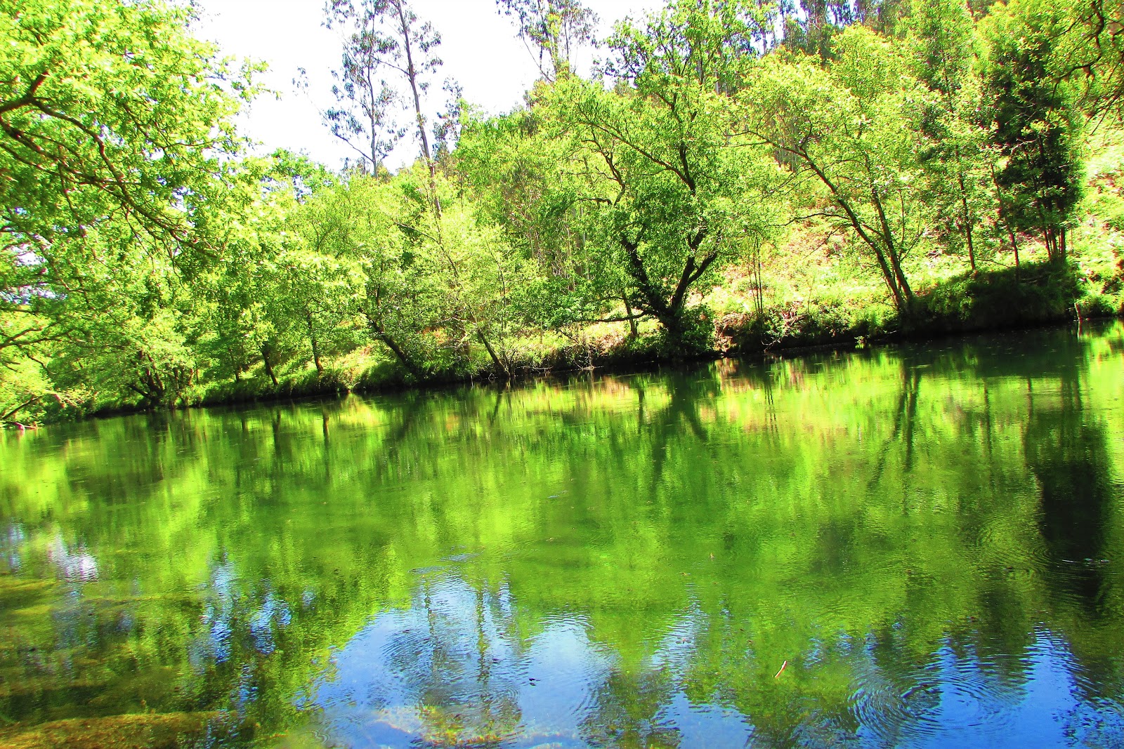 El Bosque y sus Secretos: Las riberas fluviales
