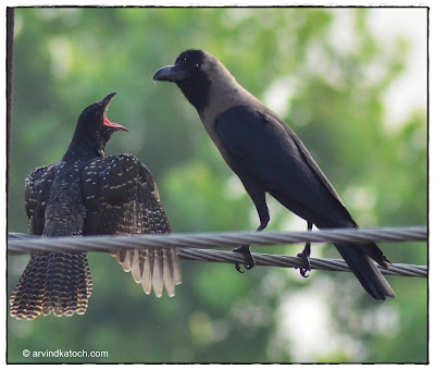 Crow feeding Juvenile Asian Keol (Female) Crow, feeding, Juvenile, Asian Keol, Female,