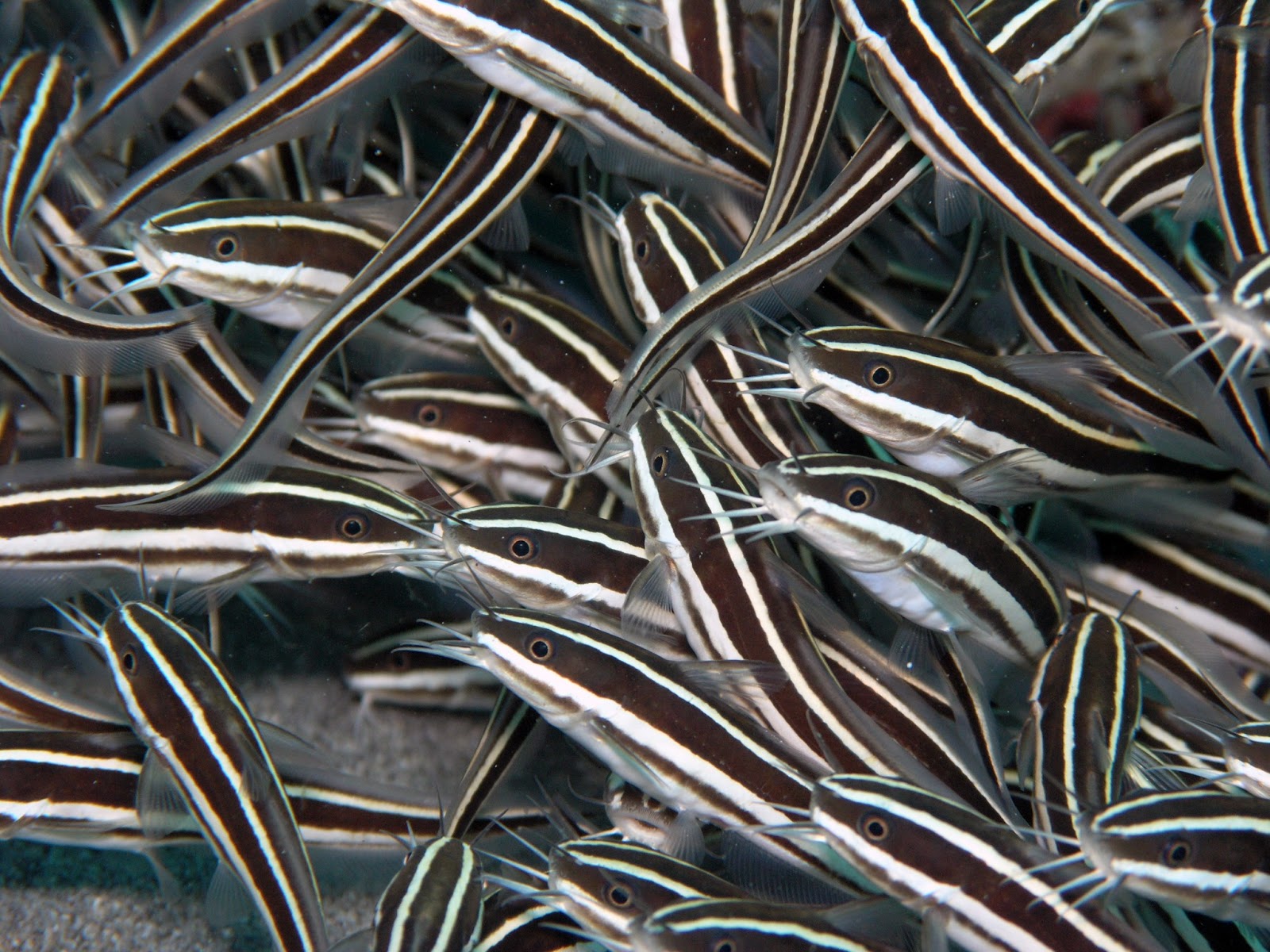 Fish Index: Striped Eel Catfish (Plotosus lineatus)