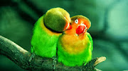 Green Parrots HD