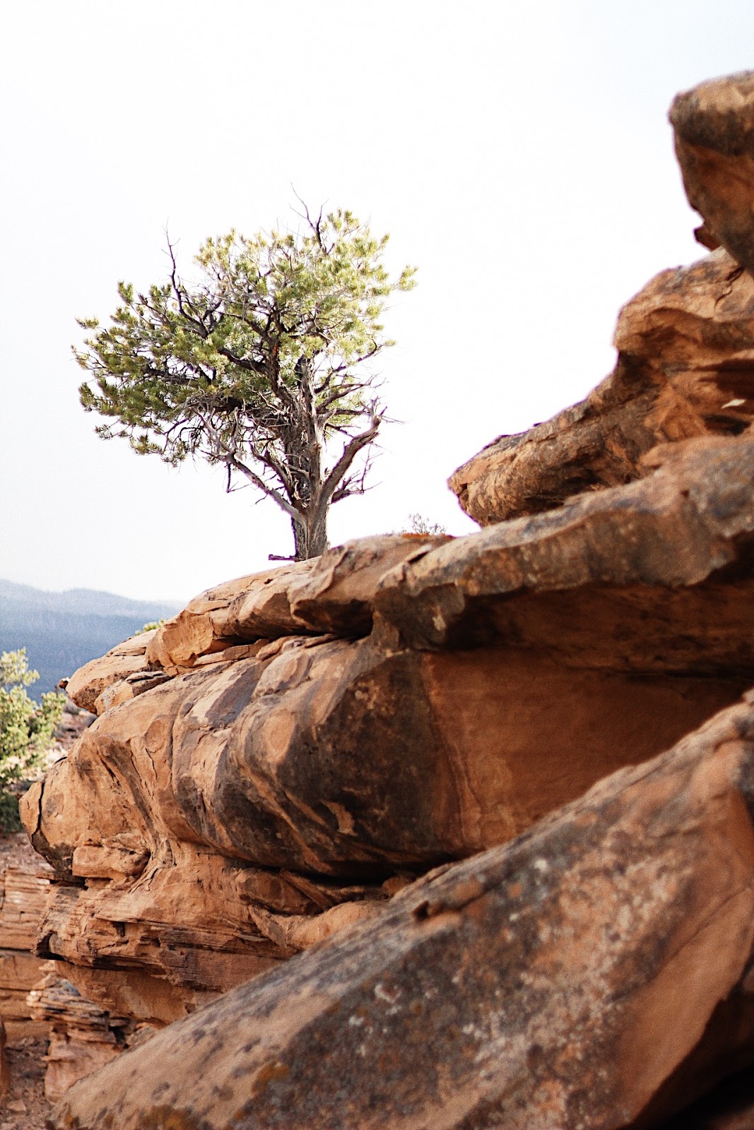 Getaway to Torrey Utah gorgeous tree torrey utah