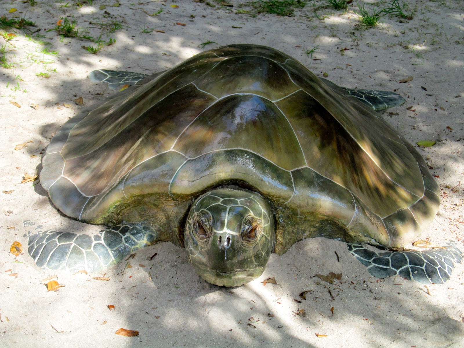 Gumbo Limbo Nature Center Gumbo Limbo Nature Center http://ouroutdoortravels.blogspot.com