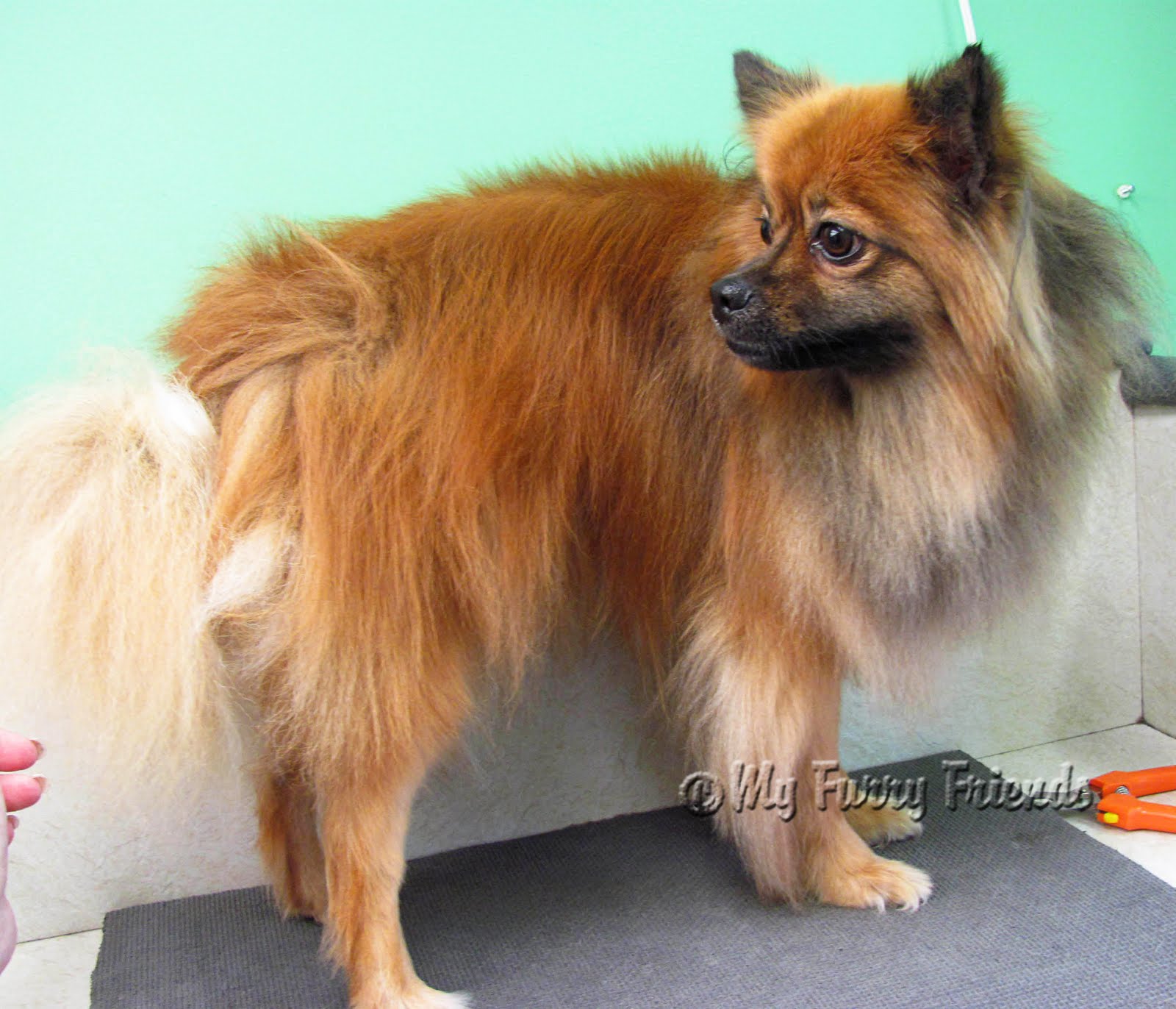 Pet Grooming The Good, The Bad, & The Furry "Shave My Dog" Release Form