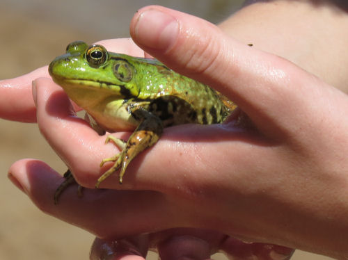 green frog in hands