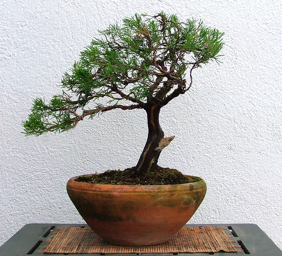 TOT BONSAI Juniperus horizontalis