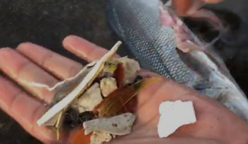 Encuentran gran cantidad de plástico en un pez capturado en Tenerife