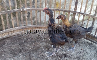 Ayam Pelung Usia 2 Bulan
