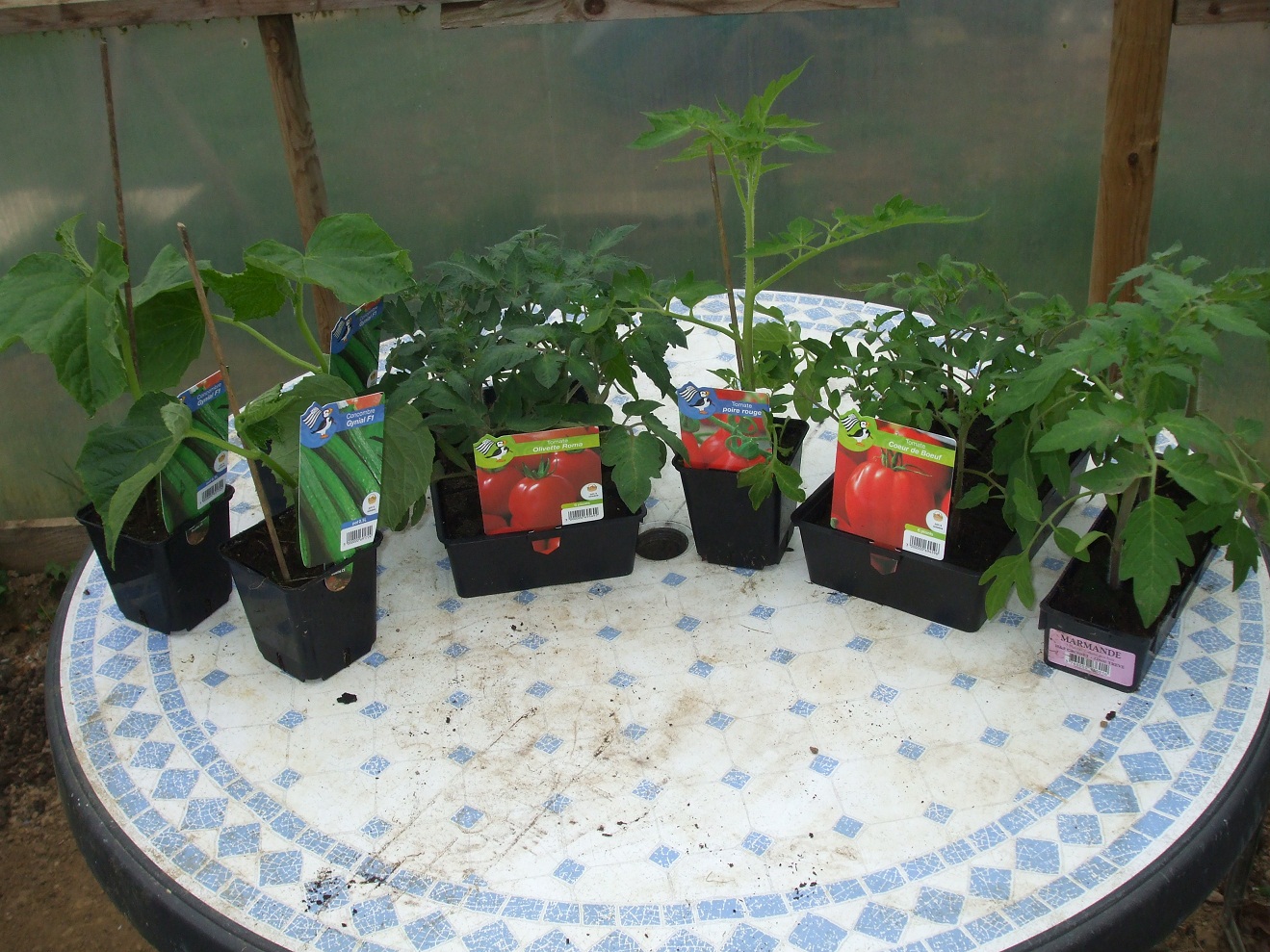 Nursery Bought Plants