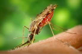 india sets 2030 as target to eradicate malaria india sets 2030 as target to eradicate malaria