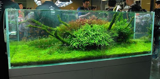 200 Referensi Desain Dan Model Aquascape Berdasarkan Tema https://www.faktapopuler.com/2018/12/200-referensi-desain-dan-model.html