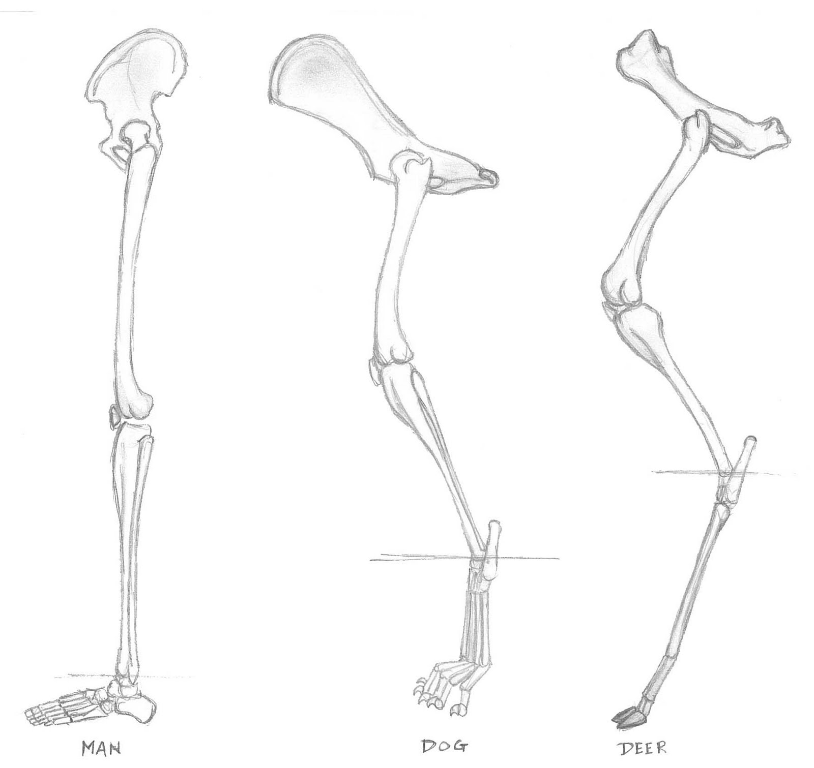 Can A Dog Have Chicken Bones Can A Dog Have Chicken Bones