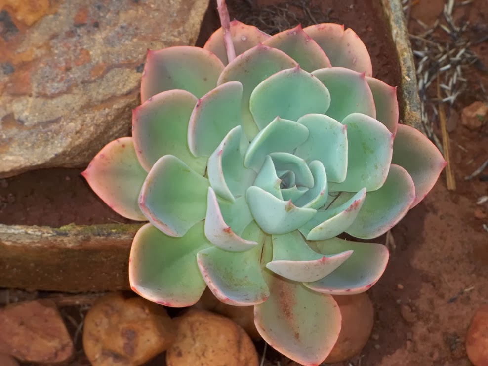 Gardening in Africa Building up a collection of Succulents and cacti