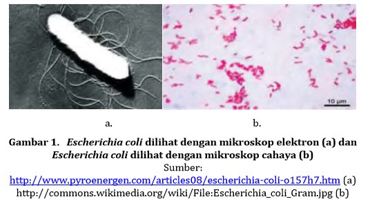 Menganalisis Koloni Kapang Bakteri Dan Yeast Tips And Trik | My XXX Hot