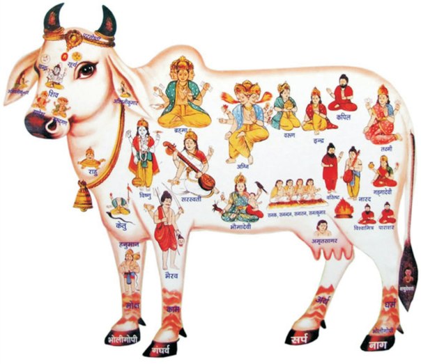 KAMADHENU - The wish fulfilling divine Cow - THE HINDU PORTAL ...