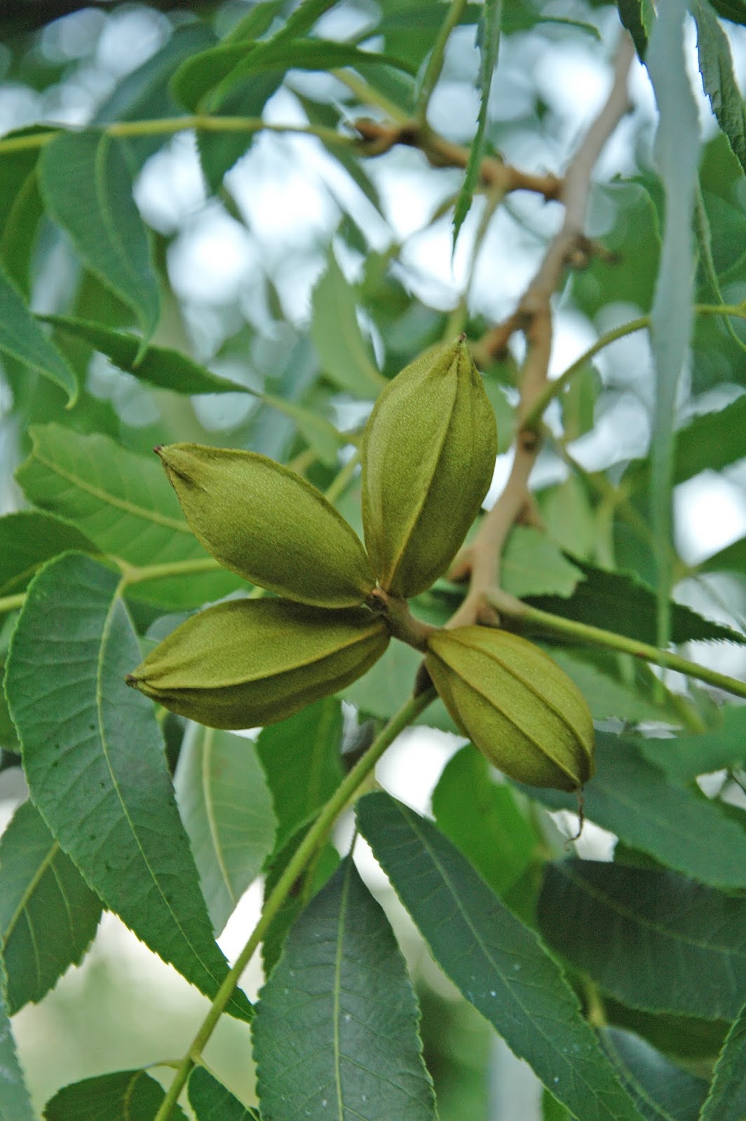 Northern Pecans Checking on the pecan crop