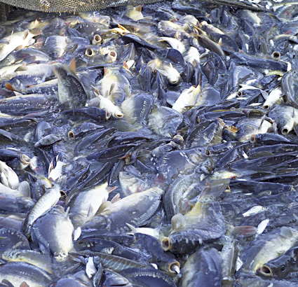 Cara Gampang Memelihara Budidaya Ikan Patin Di Bak Terpal Untuk Pemula