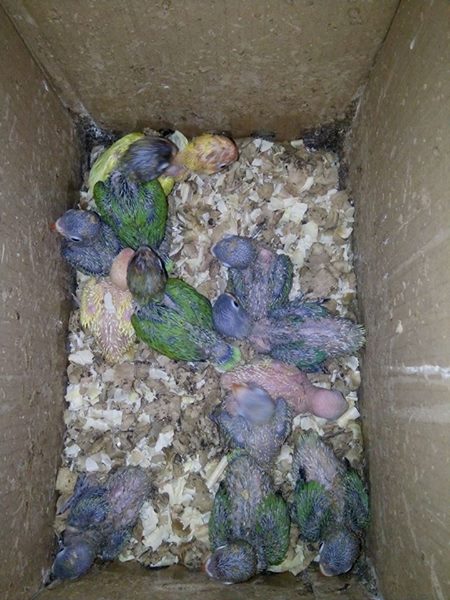 cara ternak lovebird untuk pemula mudah berhasil cara gacor cara ternak lovebird untuk pemula mudah berhasil cara gacor
