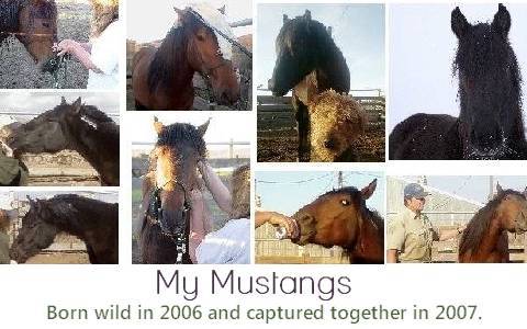 My Mustangs.